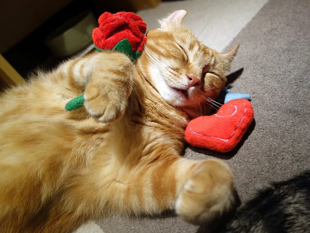 Japan Trip 2013 - Akihabara P7